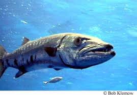 Image result for Sphyraena barracuda