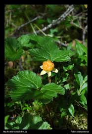 Attēlu rezultāti vaicājumam “Rubus chamaemorus leaf”