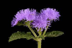 Image result for Ageratum houstonianum