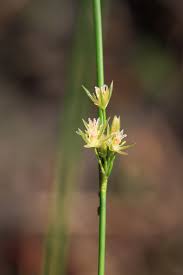 Attēlu rezultāti vaicājumam “Juncus filiformis”