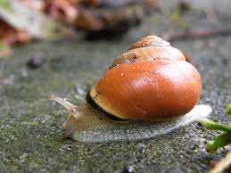 Attēlu rezultāti vaicājumam “Cepaea nemoralis”