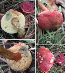Attēlu rezultāti vaicājumam “Xerocomus rubellus”