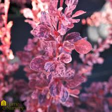 Attēlu rezultāti vaicājumam “Berberis thunbergii flower”