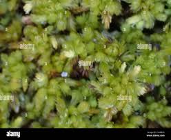 Attēlu rezultāti vaicājumam “Sphagnum compactum”