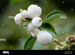 Attēlu rezultāti vaicājumam “Symphoricarpos albus fruit”