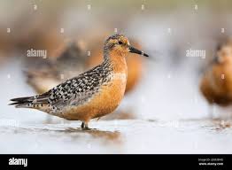 Attēlu rezultāti vaicājumam “Calidris canutus adult”