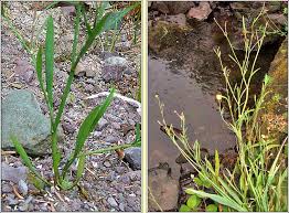 Attēlu rezultāti vaicājumam “Ranunculus flammula leaf”