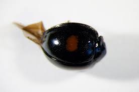 Attēlu rezultāti vaicājumam “Chilocorus renipustulatus”