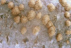 Attēlu rezultāti vaicājumam “Merismodes anomala”