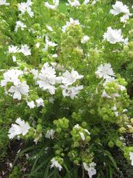 Attēlu rezultāti vaicājumam “Malva moschata alba”