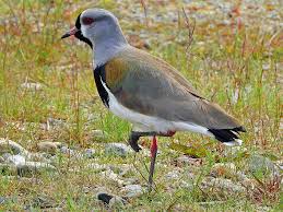 Attēlu rezultāti vaicājumam “Vanellus vanellus adult”