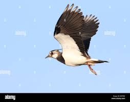 Attēlu rezultāti vaicājumam “Vanellus vanellus”