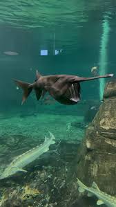 Image result for Polyodon spathula