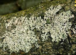 Attēlu rezultāti vaicājumam “Physcia tenella”