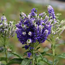 Attēlu rezultāti vaicājumam “Veronica spicata flower”