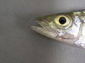 Image result for Centropomus parallelus