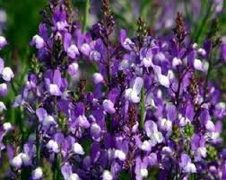 Attēlu rezultāti vaicājumam “Linaria loeselii flower”