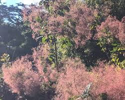 Attēlu rezultāti vaicājumam “Cotinus coggygria”