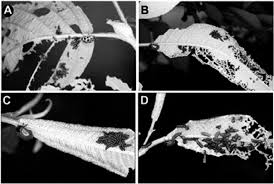 Attēlu rezultāti vaicājumam “Gonioctena”