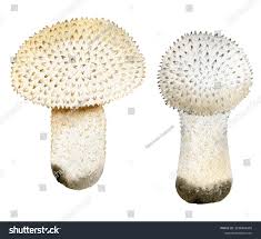 Attēlu rezultāti vaicājumam “Lycoperdon perlatum”