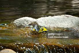 Image result for Dendroica magnolia