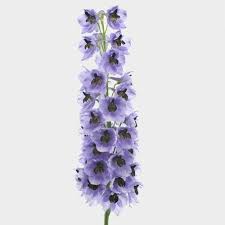 Image result for Delphinium