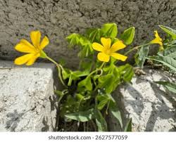 Attēlu rezultāti vaicājumam “Oxalidaceae”