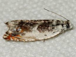 Attēlu rezultāti vaicājumam “Ancylis laetana”