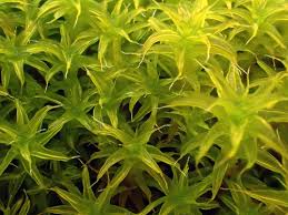 Attēlu rezultāti vaicājumam “Syntrichia ruralis var. ruralis”