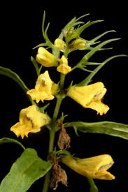 Attēlu rezultāti vaicājumam “Melampyrum pratense”