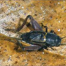 Attēlu rezultāti vaicājumam “Gryllus domesticus”