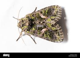 Attēlu rezultāti vaicājumam “Trachea atriplicis”