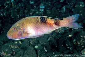Image result for Parupeneus trifasciatus