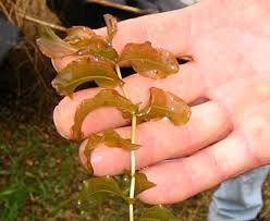 Attēlu rezultāti vaicājumam “Potamogeton perfoliatus flower”