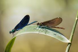 Attēlu rezultāti vaicājumam “Calopteryx virgo female”