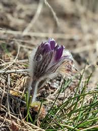 Image result for Pulsatilla