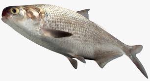 Image result for Dorosoma cepedianum