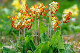 Attēlu rezultāti vaicājumam “Primula elatior flower”