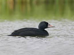 Attēlu rezultāti vaicājumam “Melanitta nigra male”