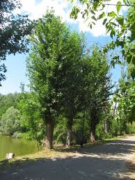 Attēlu rezultāti vaicājumam “Populus x berolinensis”