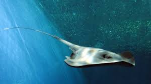 Image result for Pteroplatytrygon violacea
