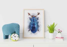 Attēlu rezultāti vaicājumam “Korynetes caeruleus”