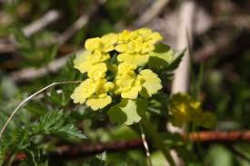 Attēlu rezultāti vaicājumam “Chrysosplenium alternifolium leaf”
