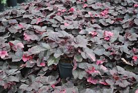Image result for Heuchera `Midnight Rose`