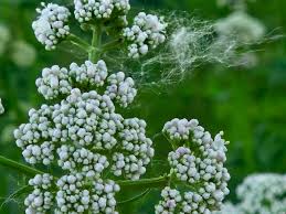 Image result for Valeriana officinalis