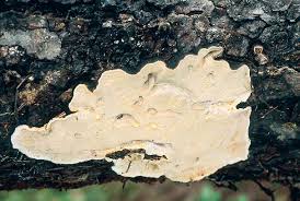 Attēlu rezultāti vaicājumam “Asterodon ferruginosus”