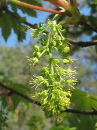 Attēlu rezultāti vaicājumam “Acer pseudoplatanus fo. purpurascens flower”