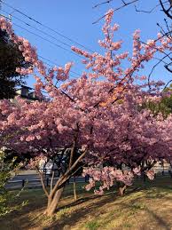 「桃井桜」の画像検索結果