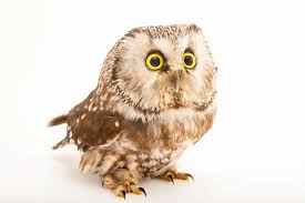 Image result for Aegolius funereus