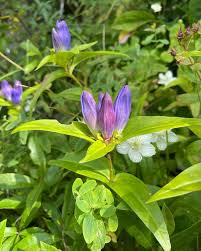 Attēlu rezultāti vaicājumam “Gentianaceae”